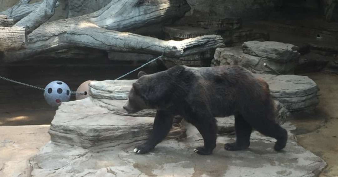 Colorado Hidden Gems - Bear